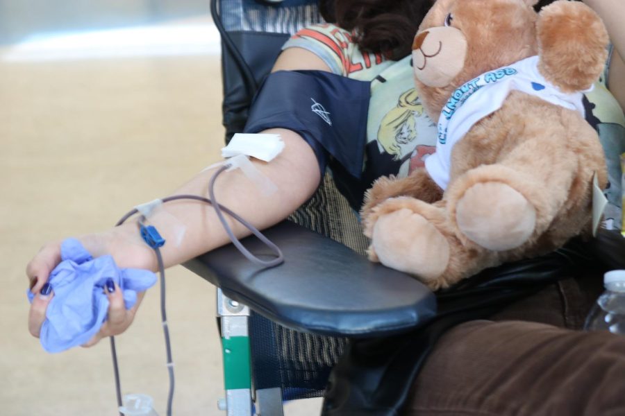 A student donates blood for Carlmonts blood drive with the comfort of an ASB teddy bear.