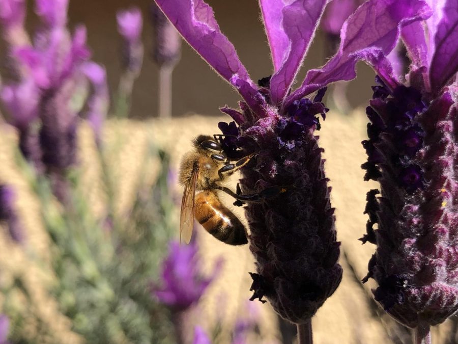 Bees are facing many problems, contributing to the decline of their population. 