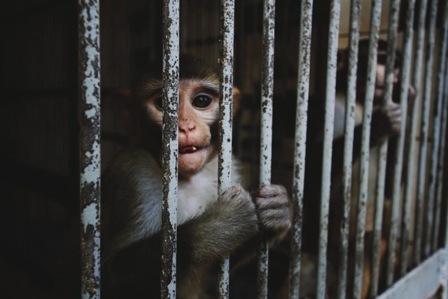 The+public+often+questions+the+ethics+of+zoos%2C+largely+over+the+issue+of+animals+living+in+cages.