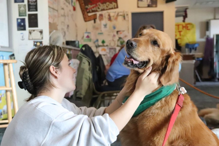 Sally the golden retriever smiles while being pet by students at lunch.