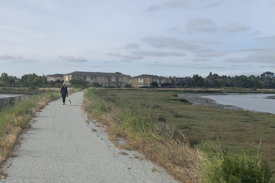 In addition to shoreline protection with levees, there is hope to add trails on top of them to make it an additional cultural value. The current thinking, wherever possible [is] to include a levee with a broad slope towards the bay and in a trail on top, said Len Materman, chief executive officer of OneShoreline. 