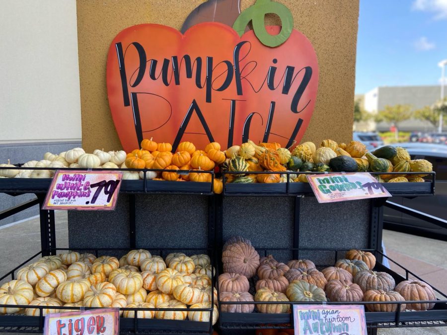 A variety of mini pumpkins and gourds are available this fall for less than $1. 