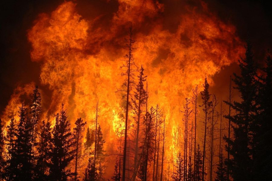 Wildfires prevention becomes more necessary as the number of wildfires continues to increase.