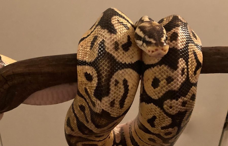 Spider ball python that was abandoned in San Mateo and found by the SPCA. Breeders will sometimes throw out animals with defects.