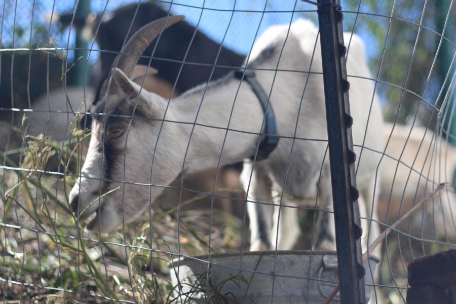 Smaug, a goat, eats away some brush at his job site. We feel our goats are vital employees at City Grazing, so we try to treat them with respect and give them the best quality care we can, said Genevieve Church, executive director of City Grazing.