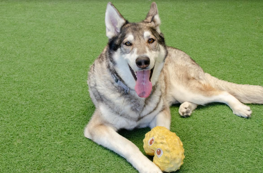 Senior husky dog Dorito poses for the camera at the Peninsula Humane Society and SPCA adoption center in Burlingame, Calif. Dorito has been waiting for a new home for over a year.