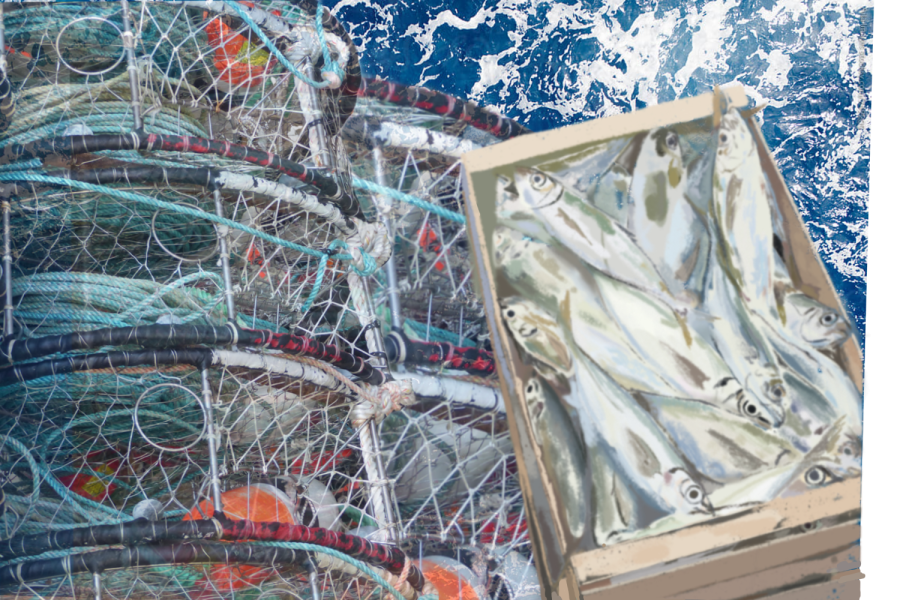 Sustainable fishing methods play a role in preserving fish populations for the future of the industry and the environment.