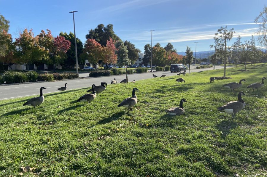 Canadian geese lounge on Bay Area fields all year around. 