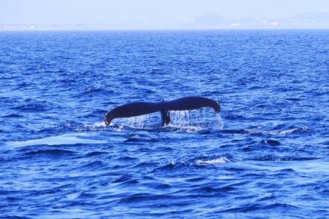 Whale watchers can spot humpbacks in Monterey Bay anytime of the year.