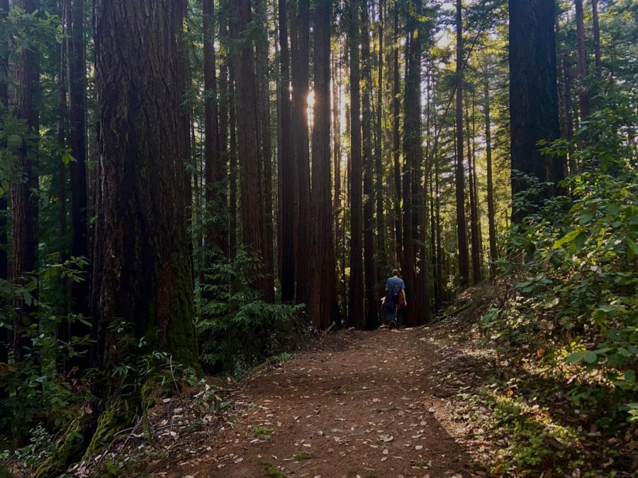 Redwood trees stand miles tall at Henry Cowell Redwoods State Park, just under an hour away from central Belmont. Going outside in nature is a great way to spend some free time during the break.