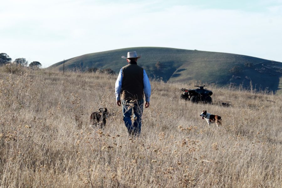 Joe Morris and his herding dogs walk back to the ATV after working with the cattle.