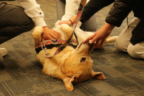 One of the therapy dogs, Roma, receives belly rubs from a group of students. 