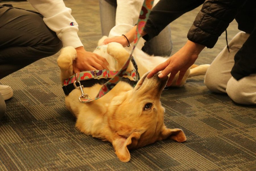 One+of+the+therapy+dogs%2C+Roma%2C+receives+belly+rubs+from+a+group+of+students.+