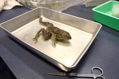 A frog purchased from Bio Corporation, a company that provides preserved specimens to schools, is laid out on a dissection tray. Carlmont’s human biology classes dissect frogs to learn about anatomical systems, and they also dissect fetal pig, sheep brains, cow eyes, and other unpreserved specimens.