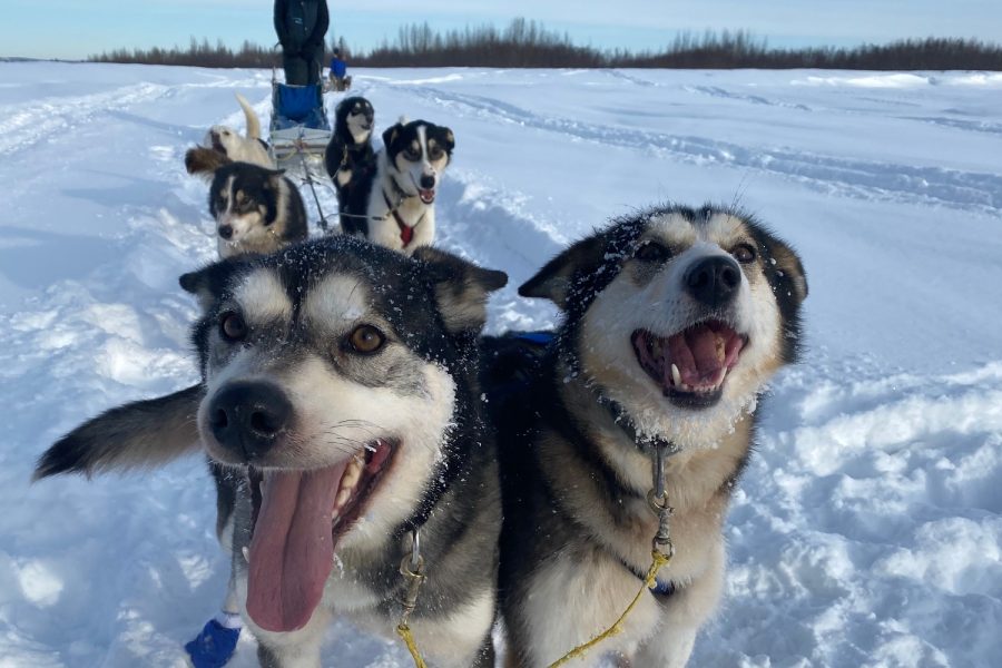 A team of sled dogs pull through snow. 