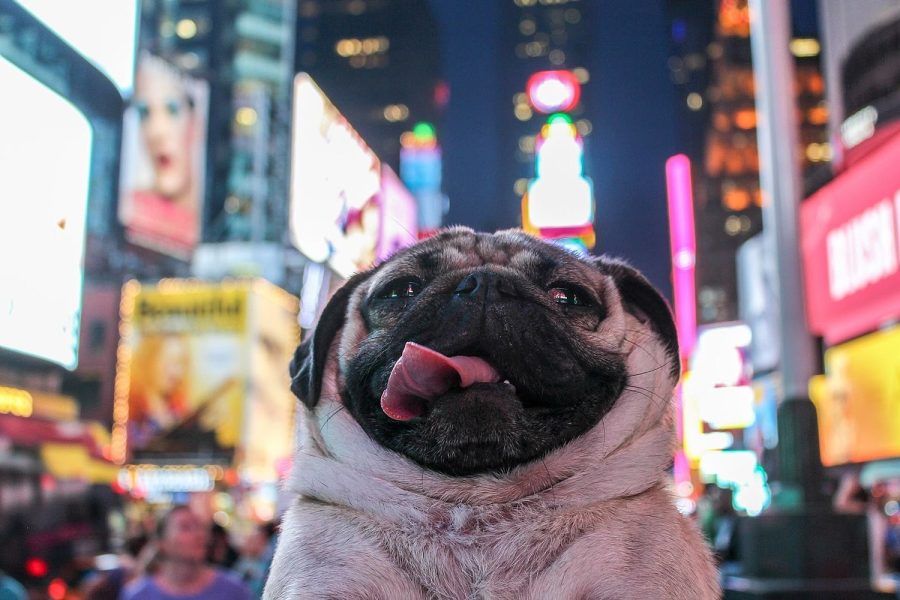 Doug the Pug takes in the view of New York City.