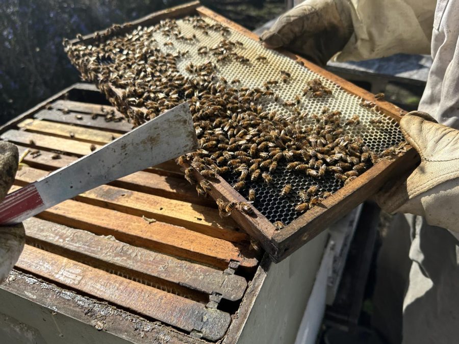 Gary Butler, co-owner of Half Moon Honey, harvests honeycomb from a beehive.
