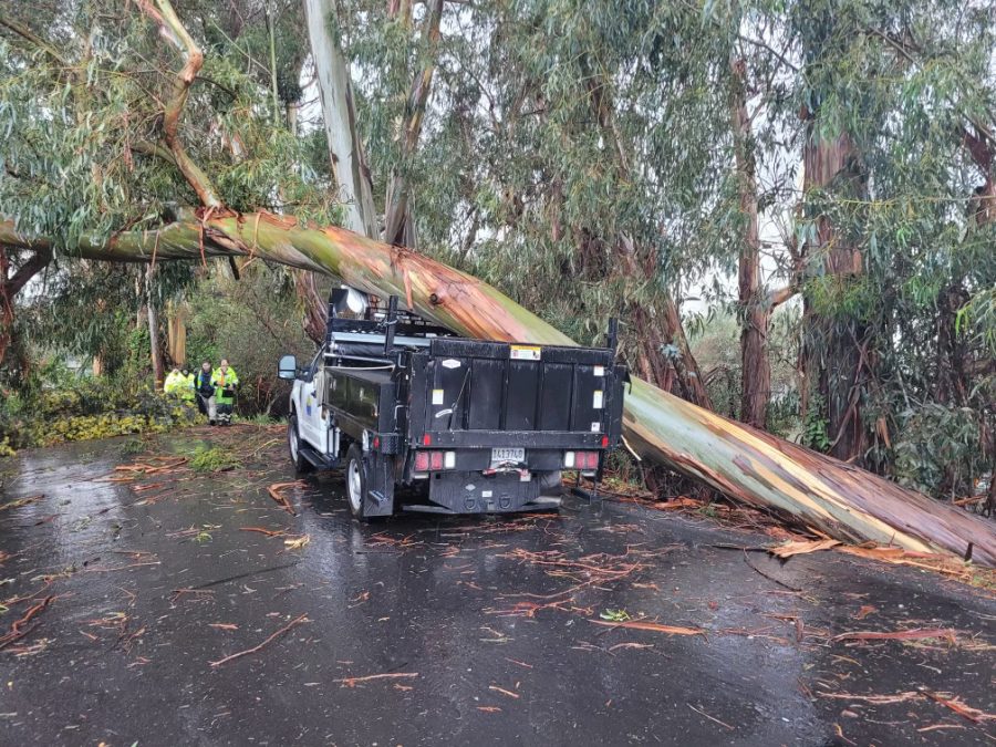 A+eucalyptus+tree+falls+on+a+city+work+truck+as+a+result+of+high+winds+and+excessive+flooding.