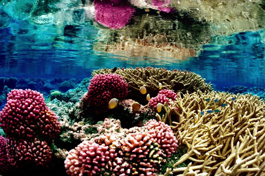 Often described as the “rainforests of the sea,” coral reefs around the world are battling bleaching and rising ocean temperatures. 