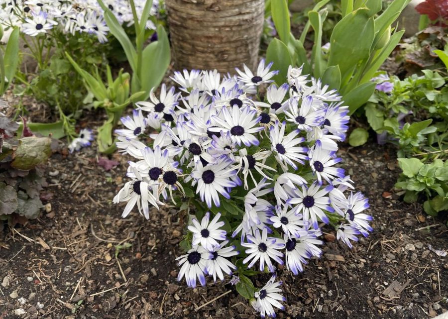 A cluster of florists cineraria, or pericallis x hybrida.