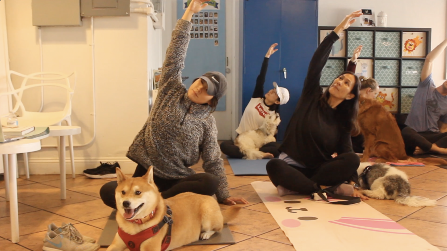 Doga classes support the well-being of pets and shelter animals