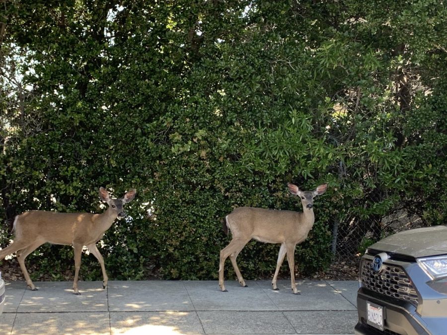 Deer and other wildlife have been pushed out of their natural habitat and lured to greenery lining city streets and sidewalks.