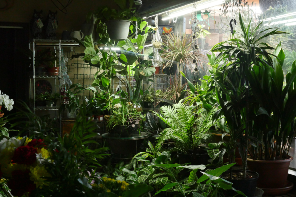 Inside Green Fashion Nursery’s family-run plant oasis