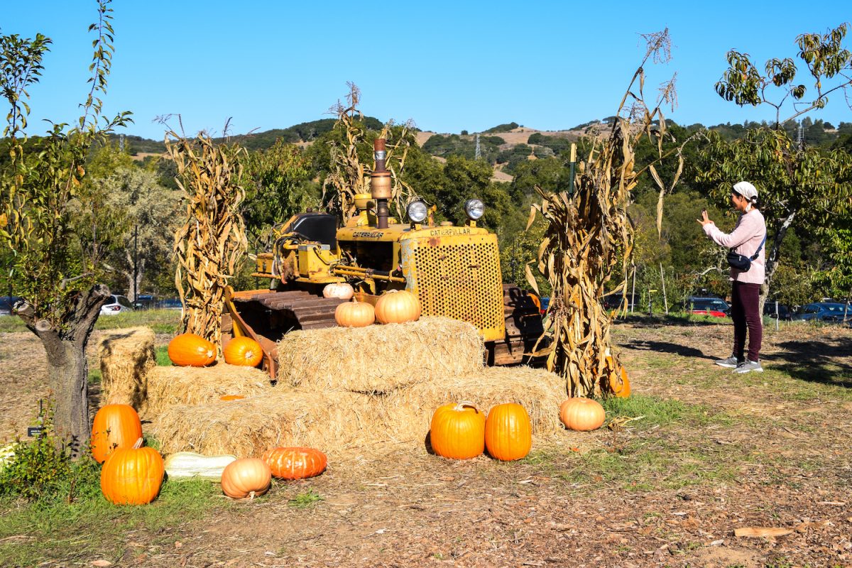 Orchard Days brings fall spirit to Filoli