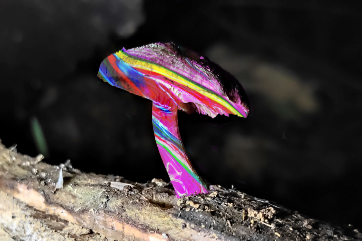 A Gymnopilus Purpuratus mushroom sample in New Zealand. This species contains three psychedelics: psilocybin, psilocin, and baeocystin. (Edited)