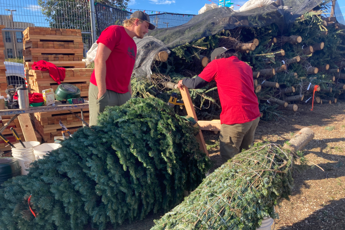 Workers at Honey Bear Trees put wooden bases onto Christmas trees. When farmers get the tree seedlings, they have already grown for one to three years at a nursery.