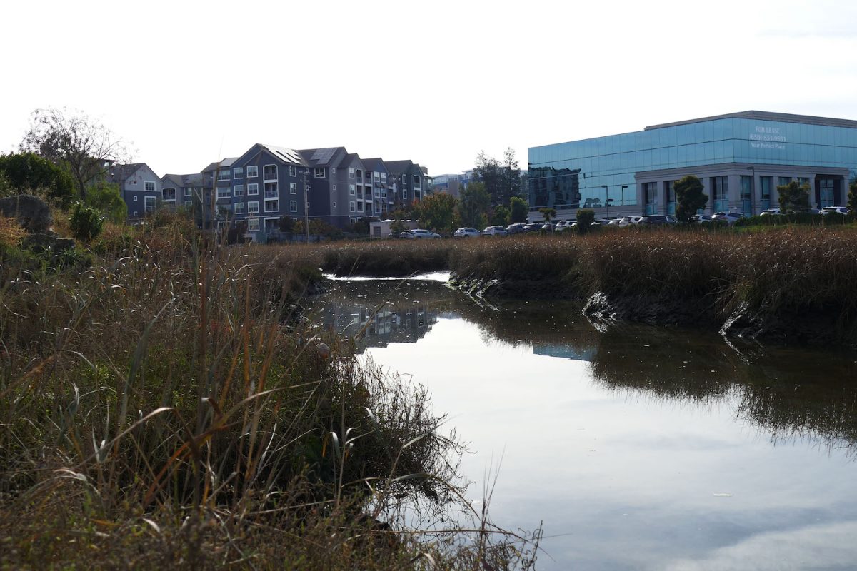A+salt+marsh+in+front+of+some+developments+near+Redwood+City.+