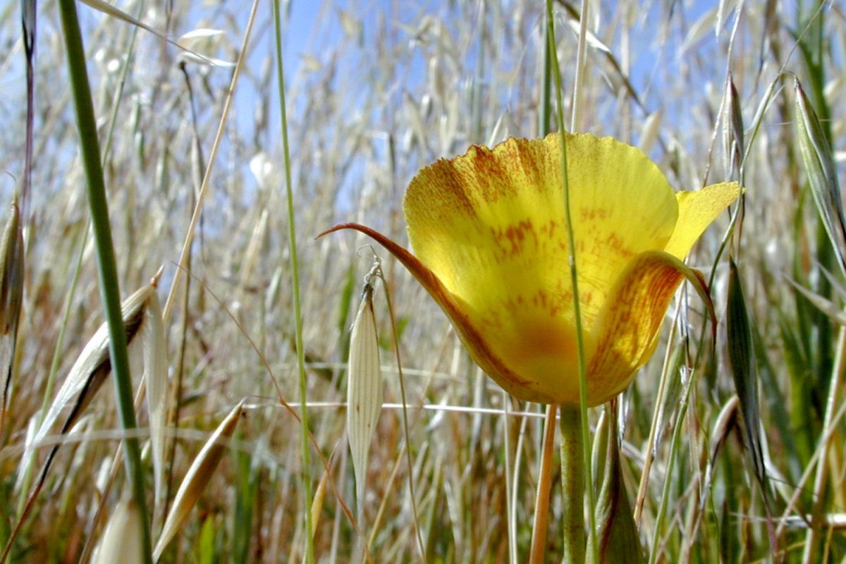 A yellow mariposa lily grows in Monte Bello Open Space Preserve in Los Altos, California. It is among the many wildflower varieties that can be seen during the spring and summer months in sunny grassland habitats.