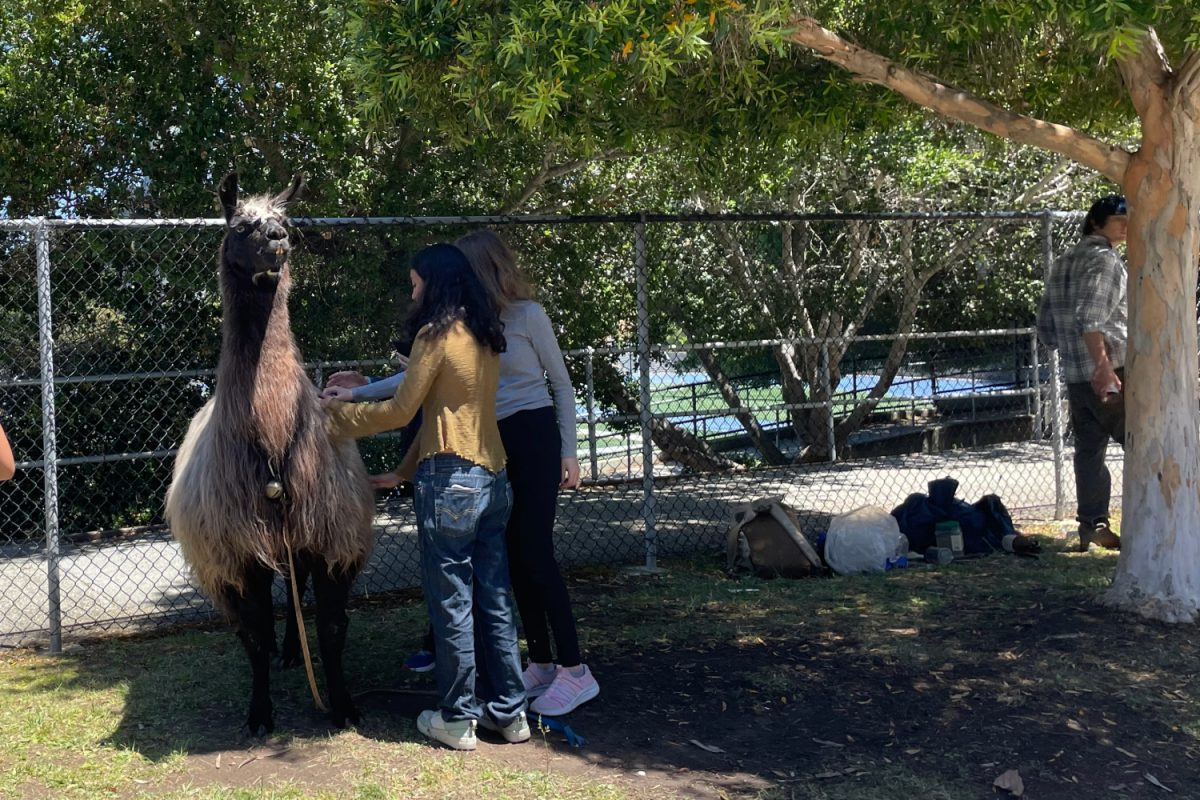 Students pet a llama in the petting area during Scotsland. I really enjoyed the entire event, especially the llamas, Franklin said.