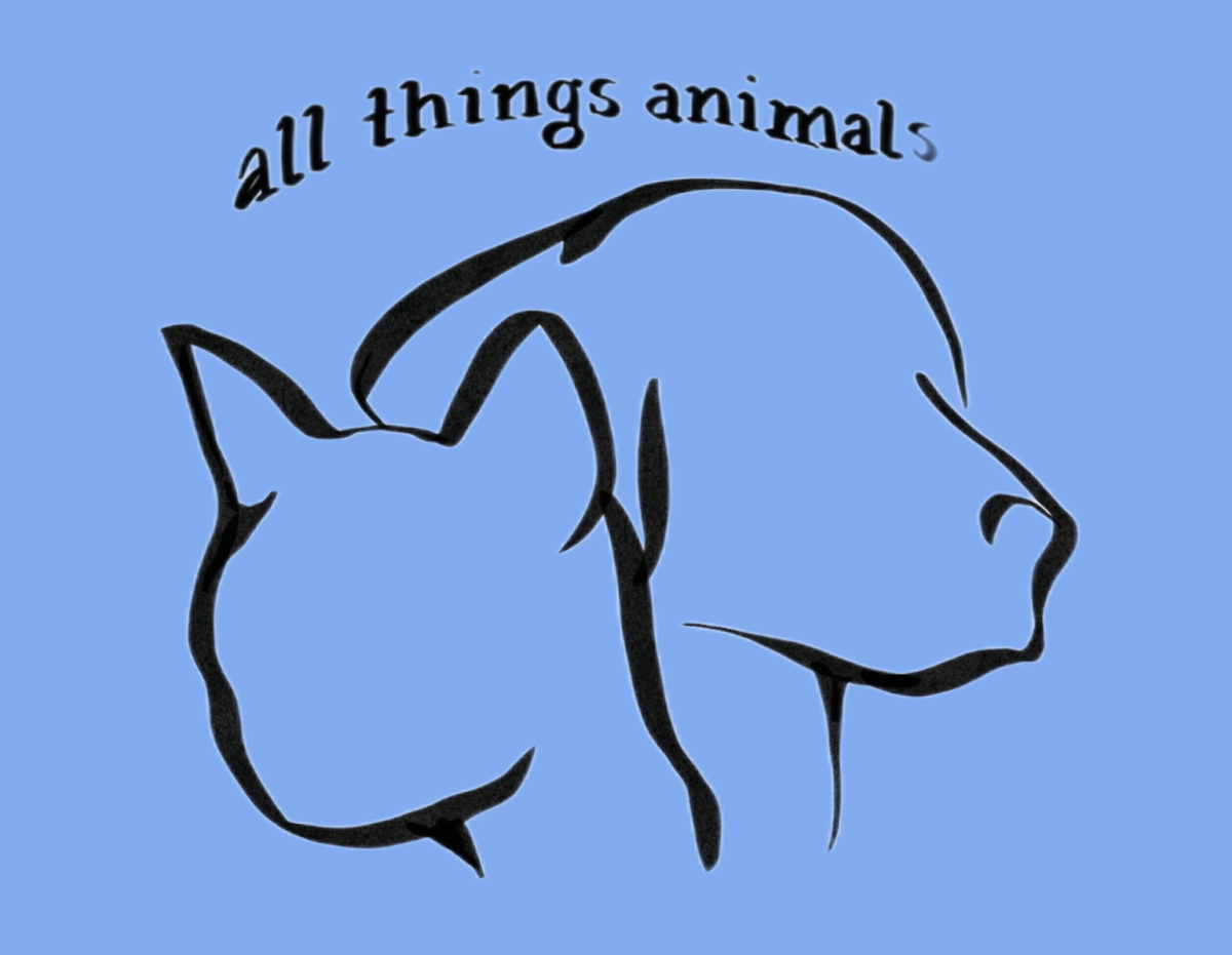 All Things Animals Ep. 5: Giving street dogs a second chance