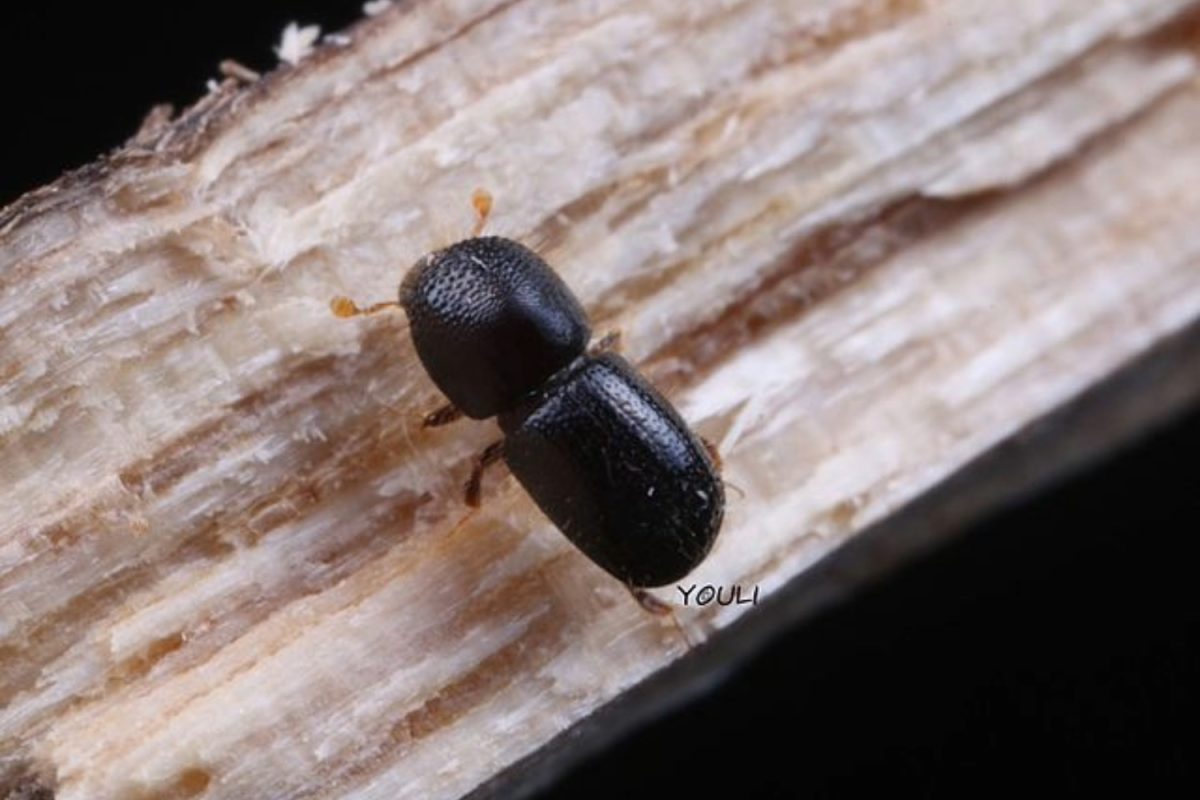 The Euwallacea Kuroshio, one species of the Polyphagous Shothole Borer (PSHB) is feasting on trees. “Because the shothole borer threatens larger trees, they would cost thousands of dollars to replace. It poses a threat to trees that have pretty substantial value. To replace a tree is not cheap,” said Drew Raymond, the Agricultural Commissioner of Santa Cruz County.