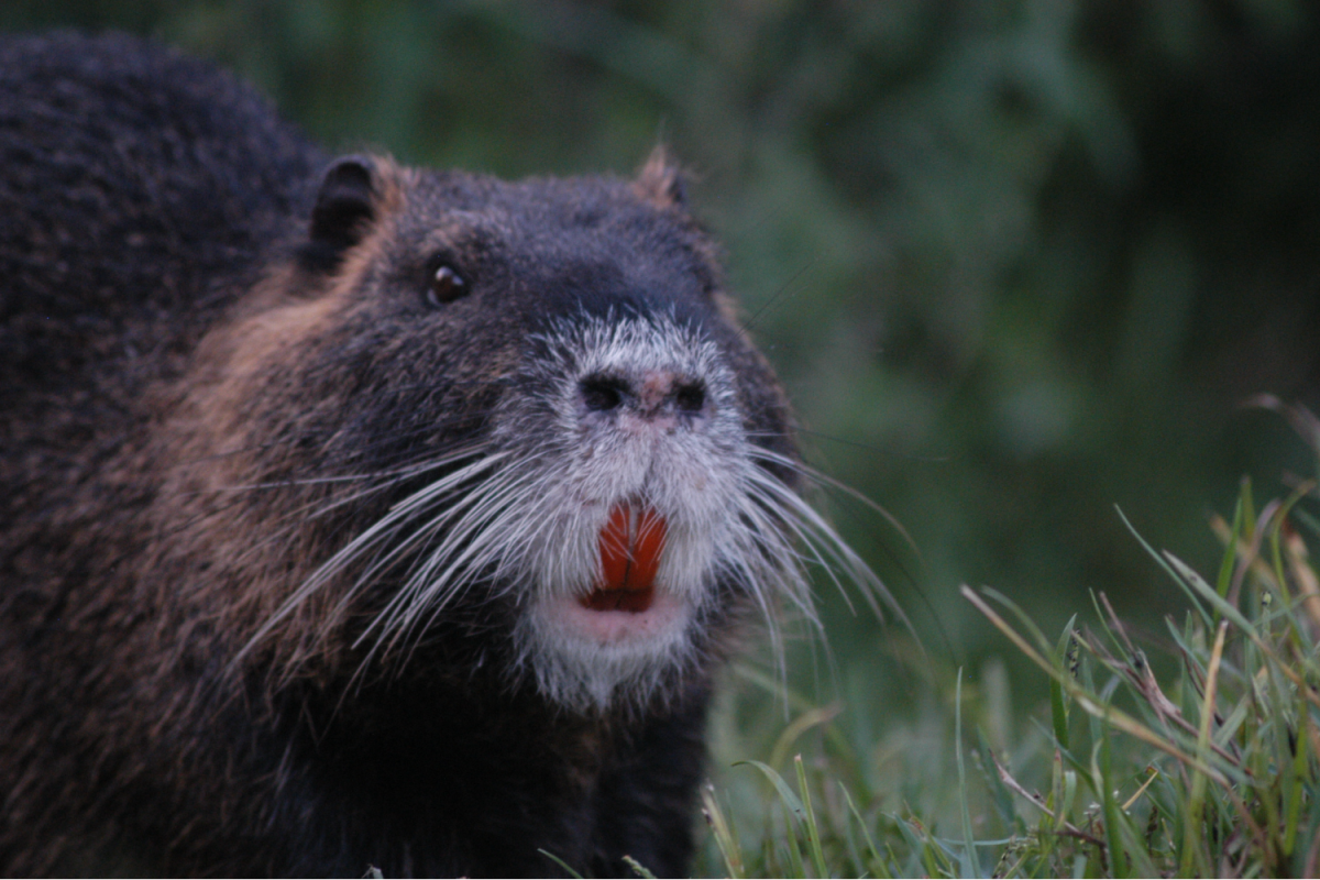 An invasive nutria resides in a patch of grass and stares into the distance. “The water that nutria inhabit, as well as their diets, pick up iron, and the iron pigmentation causes their teeth to be orange,” said Greg Yarrow, professor of Wildlife Ecology at Clemson University .