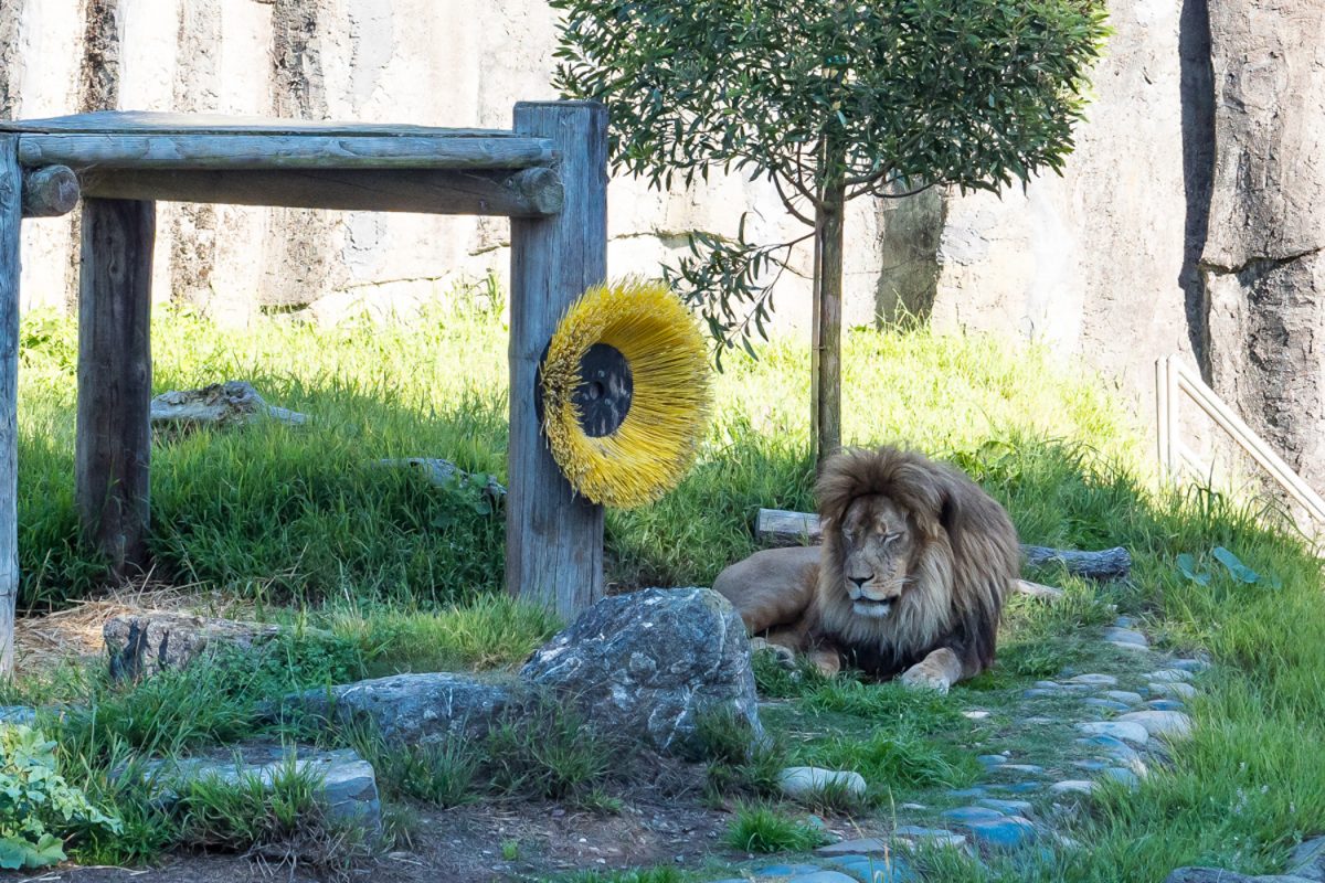 The San Francisco Zoo is facing heightened scrutiny after a report raised concerns about the conditions of animal enclosures amid their plans to introduce pandas from China next year. "It's a great financial expense; we're looking at millions and millions of dollars,” said Michael Angelo Torres, chairman of the San Francisco Commission of Animal Control and Welfare.