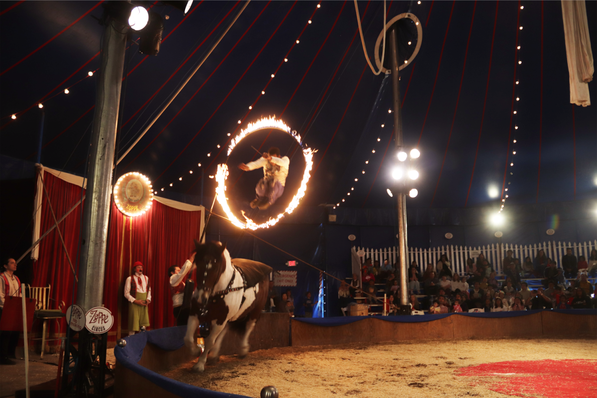 A circus performer jumps through a ring of fire. After galloping around the circus ring on the back of a horse, the performer successfully jumps through the ring and back onto the horse. The audience collectively gasped.