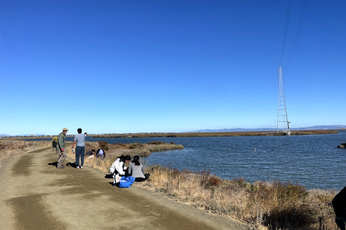 Volunteers gather at Bair Island to clear away invasive plants. The San Francisco Bay Bird Observatory and the Peninsula Open Space Trust put together this event every month to help restore the island.