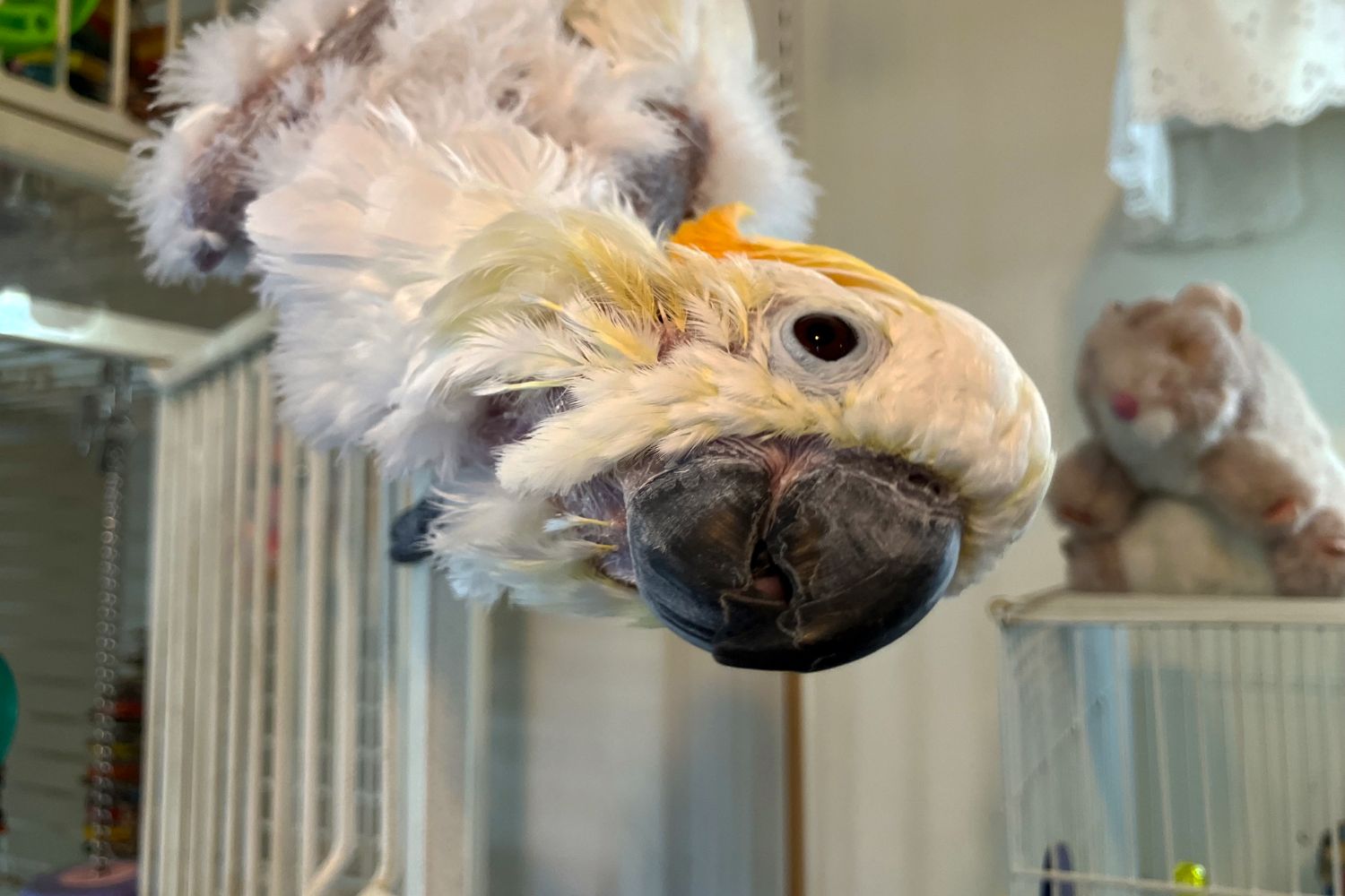 Avalon, a citron-crested cockatoo, curiously checks out the camera. Avalon was already several years old when she was found in a tree in 1990. No one stepped up and claimed her as theirs, so she now lives happily with Wildwood Veterinary Hospital manager Susie Hons. Although Avalon has been plucking her feathers since before she was found, she is well cared for and living her best life.