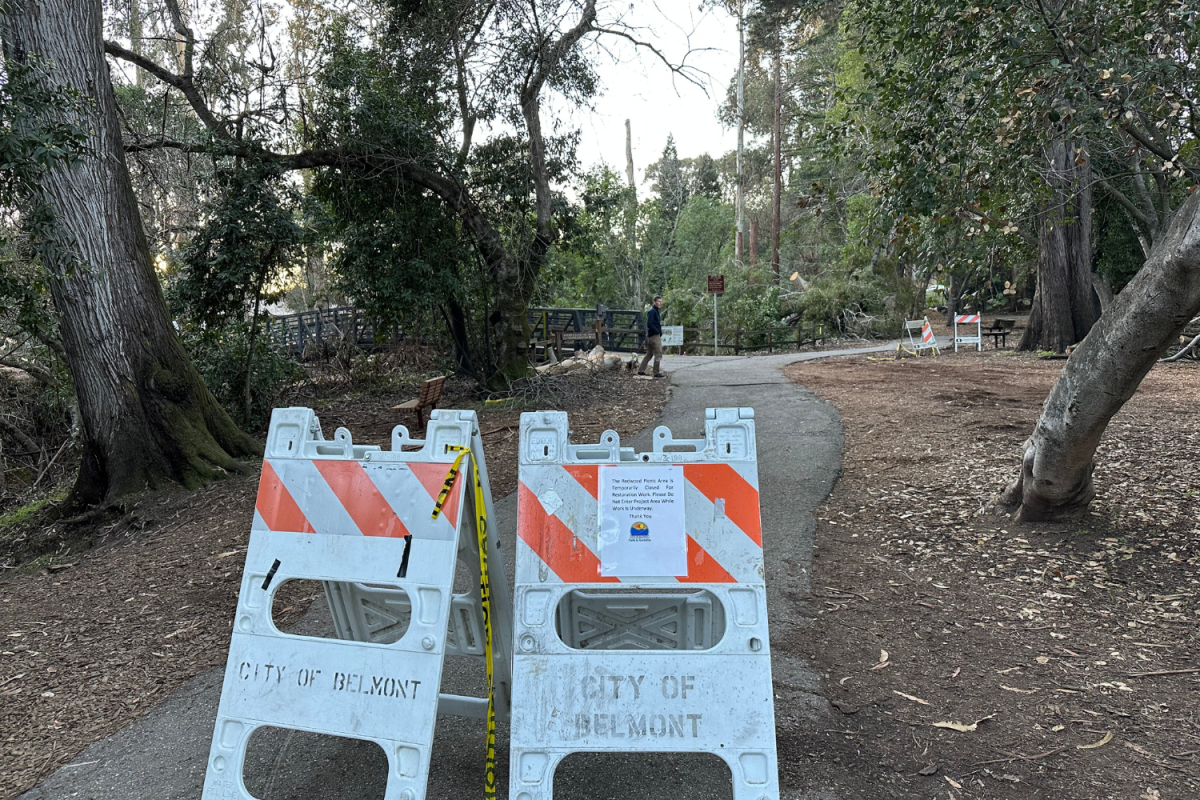 Construction progresses in Twin Pines Park as workers remove eucalyptus trees to prepare for the Belmont Creek Restoration Project. 