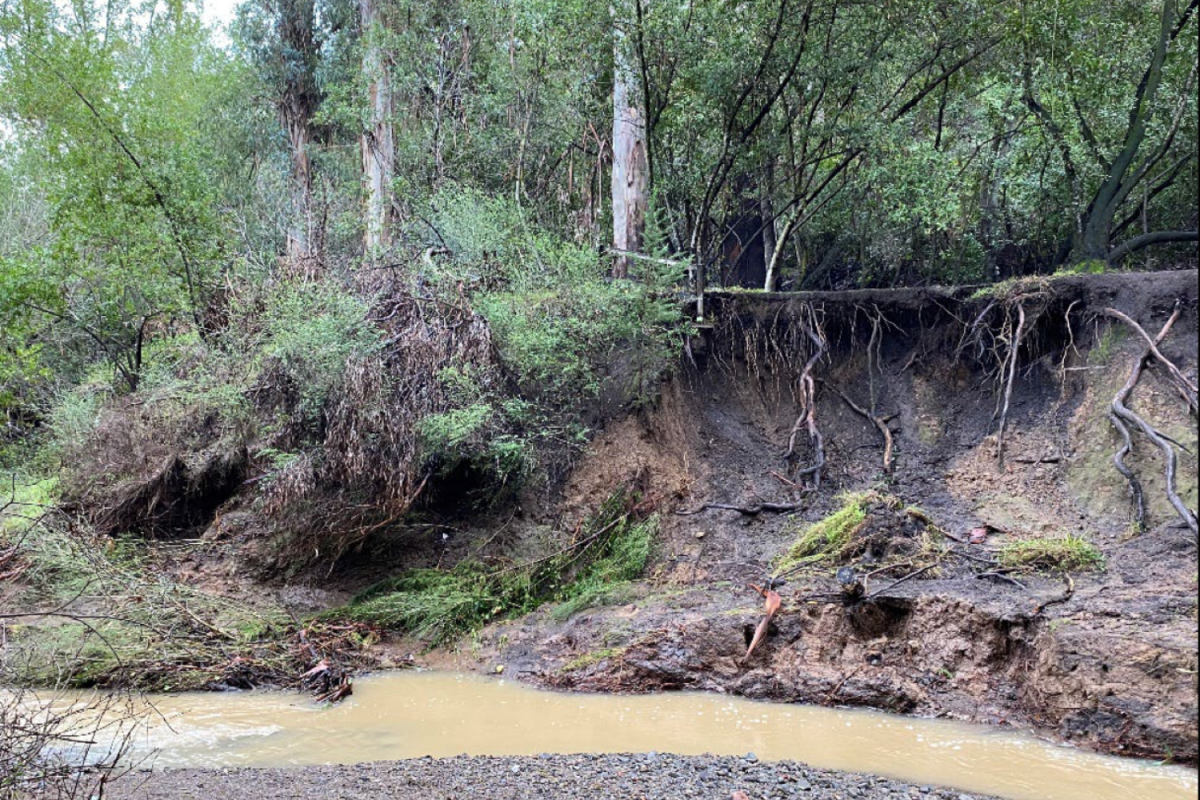 Invasive Eucalyptus trees grow near the Twin Pines creek. "Although the trees are beautiful I understand they are not safe. I look foward to seeing the new trees that are growing," said Farias De Albuquerque.