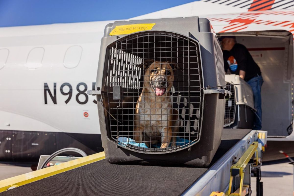 A dog being transported from Burbank, California to Kanab, Utah.