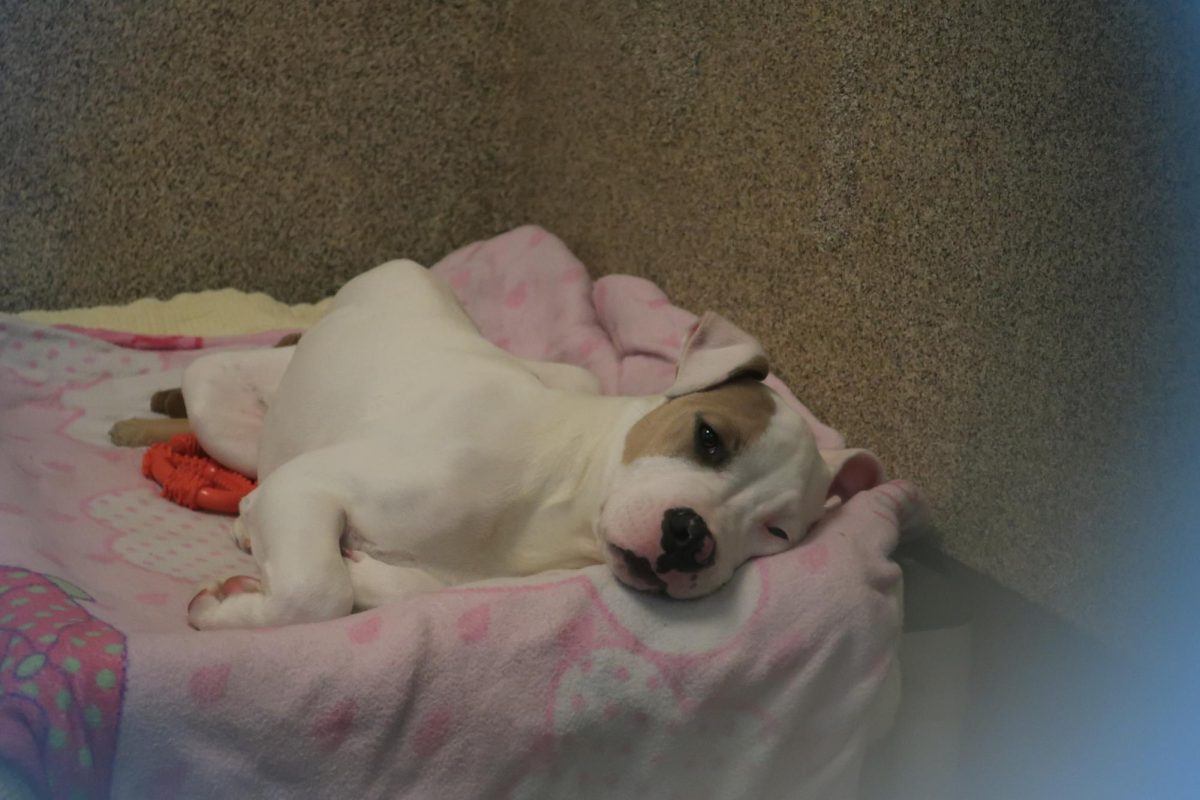 Chonk, a 4-month-old Pit Bull, gets his well rested sleep as he awaits a forever home.