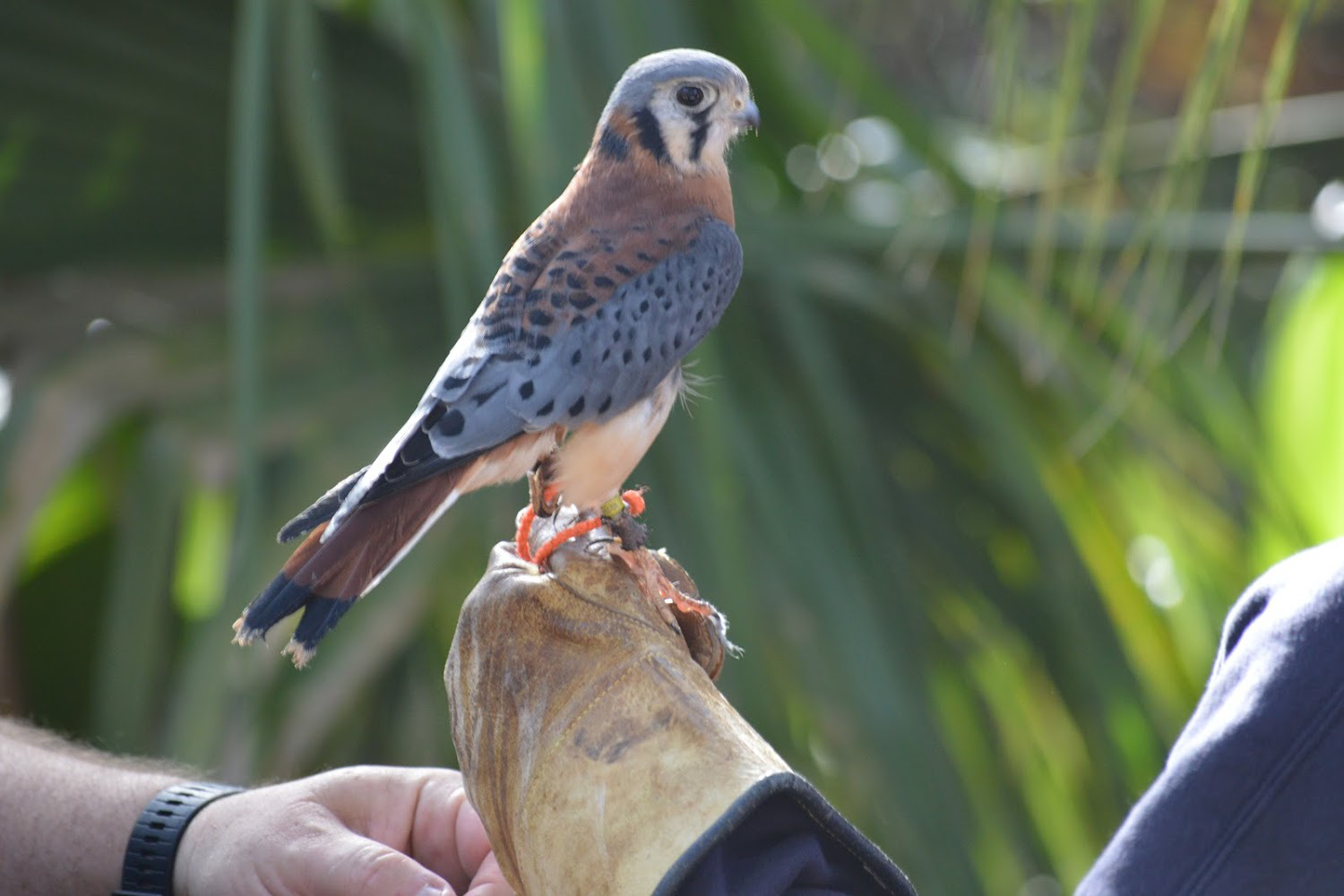 An American Kestrel perches on the gloved hand of a Melendez family member. Some bird species may often be in falconry organizations in rehabilitation due to injuries or storms destroying their nests, while others may be with the organizations to be part of educational experiences. These organizations aim to rehabilitate various bird species and return them to their natural habitat. 