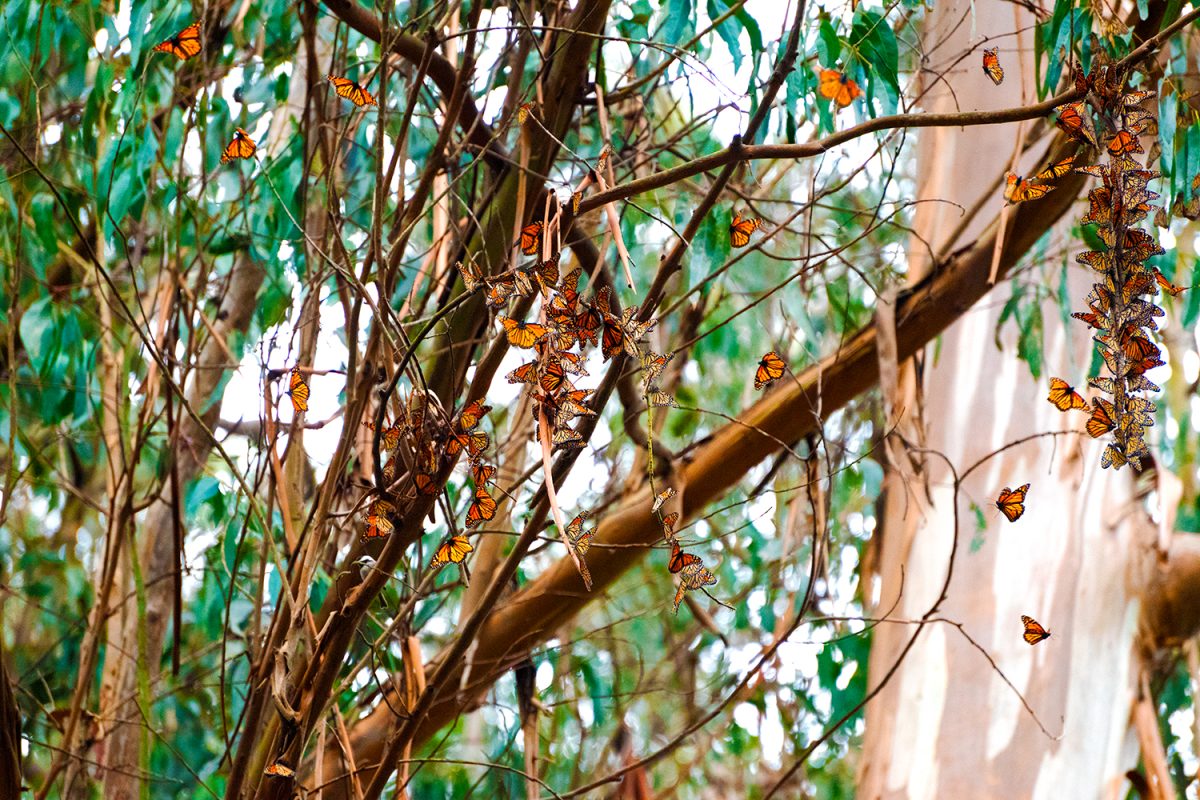 Throughout Natural Bridges State Park, kaleidoscopes of western monarch butterflies can be seen fluttering in the trees, waking up and flying away in the early hours of the morning. From late October to early March, many monarchs spend their time during the winter months in eucalyptus trees, seeking protection from the elements and waiting to resume their migration along the California Coast. "Go to the big sites like Natural Bridges, Pacific Grove, or Pismo Beach. They have a lot of monarchs and days where you can participate in counts and see efforts to make the sites better," said Mia Monroe, the lead coordinator and founder of the Xerces Society's Western Monarch Count.