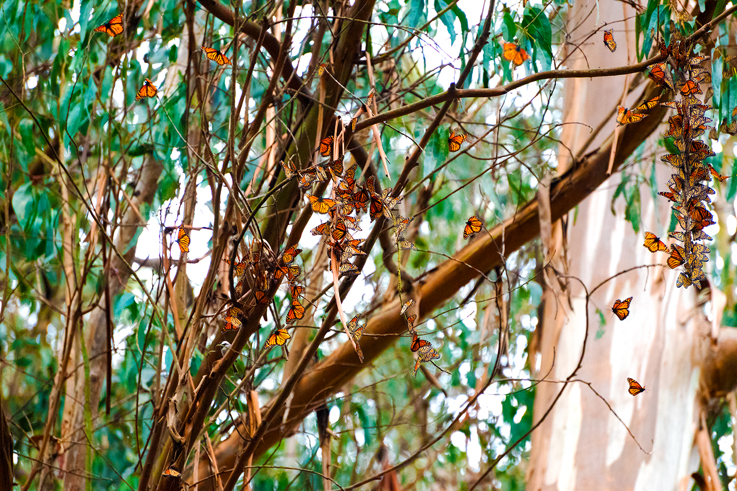 Throughout Natural Bridges State Park, kaleidoscopes of western monarch butterflies can be seen fluttering in the trees, waking up and flying away in the early hours of the morning. From late October to early March, many monarchs spend their time during the winter months in eucalyptus trees, seeking protection from the elements and waiting to resume their migration along the California Coast. "Go to the big sites like Natural Bridges, Pacific Grove, or Pismo Beach. They have a lot of monarchs and days where you can participate in counts and see efforts to make the sites better," said Mia Monroe, the lead coordinator and founder of the Xerces Society's Western Monarch Count.