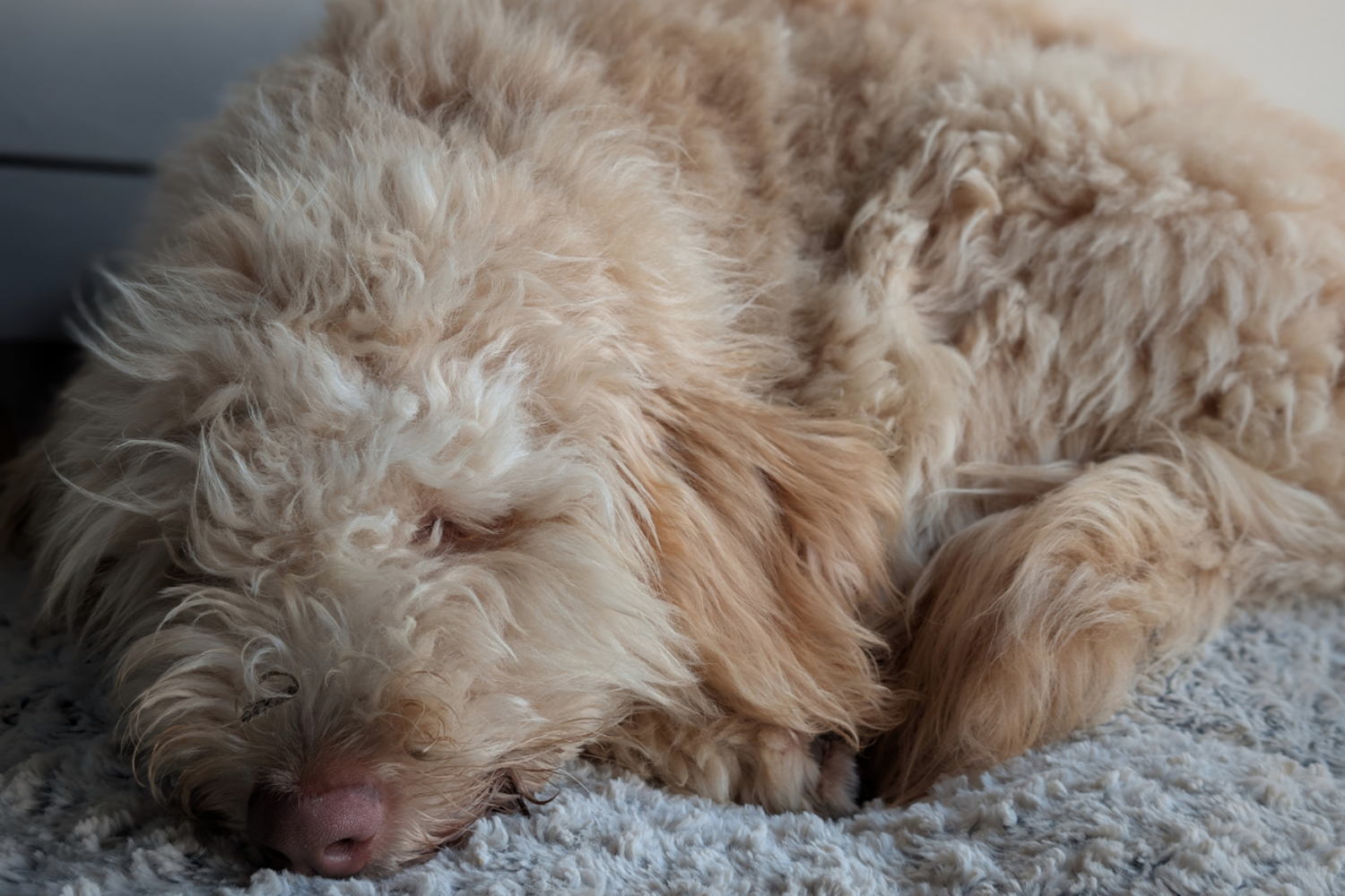 Lexi, a Bernedoodle dog, lies asleep on her mat. “There’s a beautiful thing about dogs in particular. They just sit by you, and they just can be. They just sit there, and they don’t have to speak, they don’t have to make movements, they may just be,” said Coleen Ellis, the founder of the International Association for Animal Hospice and Palliative Care (IAAHPC).