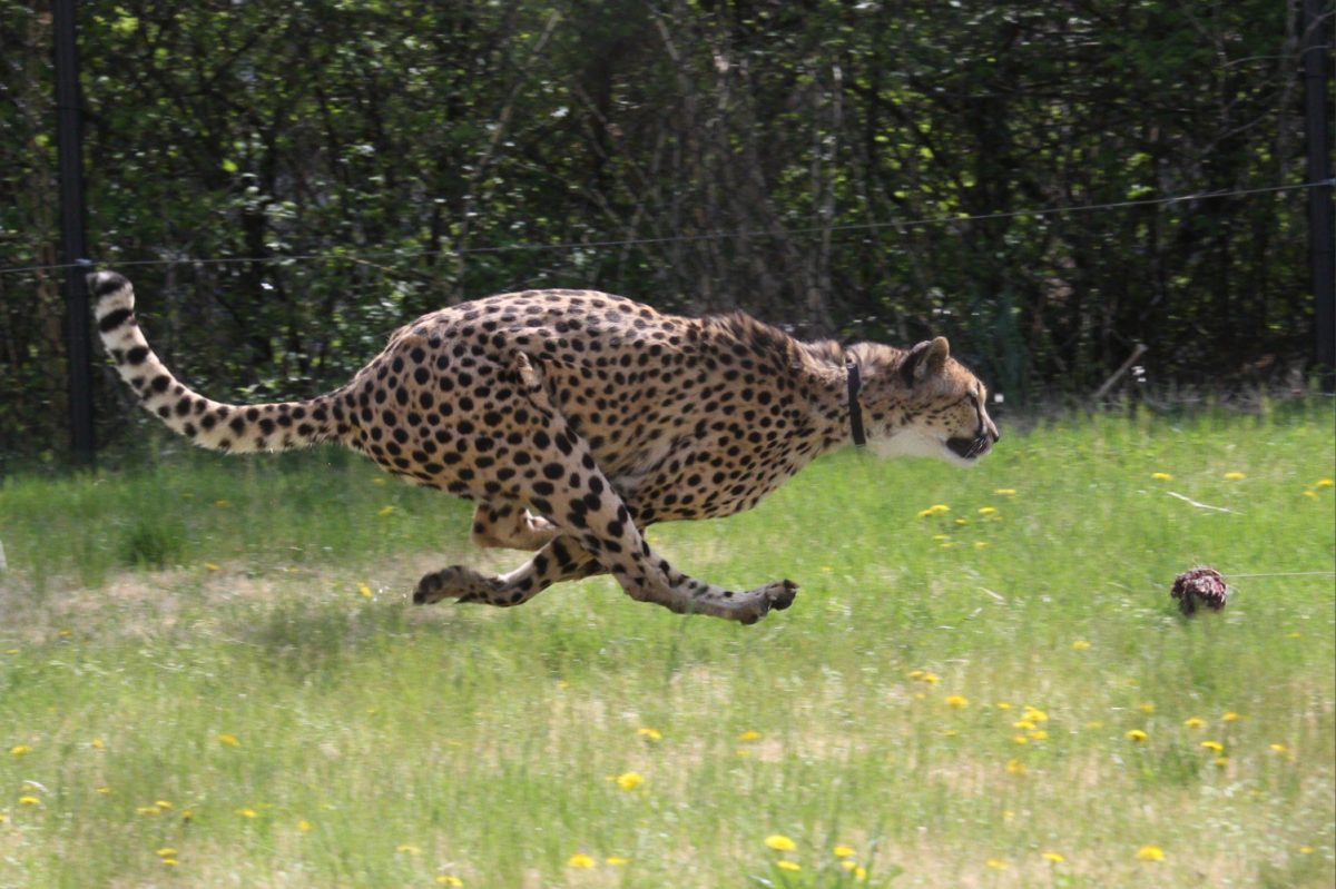 "Cheetah Run" / Mark Dumont / Wikimedia Commons / CC BY 2.0