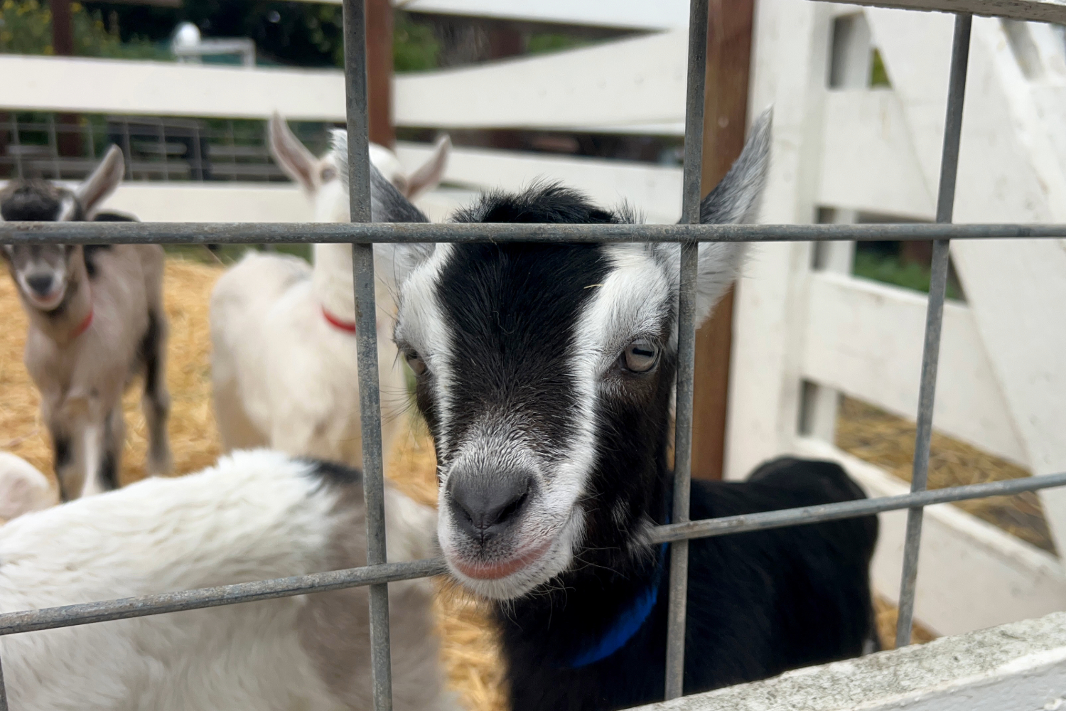 One of Harley Farms' newest babies peers through the fence. “This kind of lifestyle is not for the faint of heart. There's definitely been some near edges where I just thought I couldn't cope anymore, and you want to stay in bed and pull the covers over you, but you have to get up because there are so many lives that you have to feed,” said Dee Harley, the owner of Harley Farms